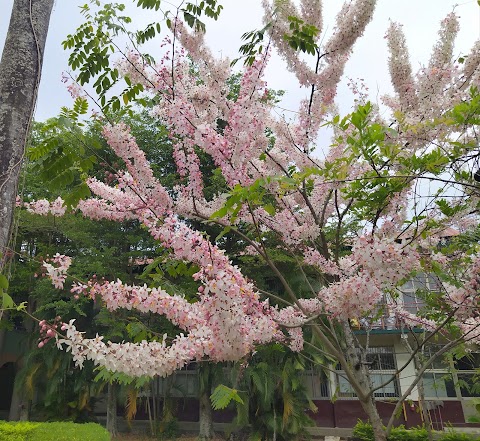 雲林縣立古坑國民中小學